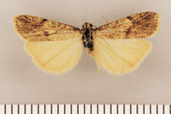 /filer/webapps/moths/media/images/P/promontorii_Pasteosia_HT_TMSA.jpg