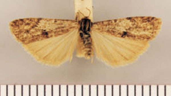 /filer/webapps/moths/media/images/P/promontorii_Pasteosia_PTF_TMSA.jpg