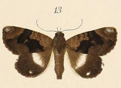 /filer/webapps/moths/media/images/P/promota_Catephia_LT_Voeltzkow_6-13.jpg