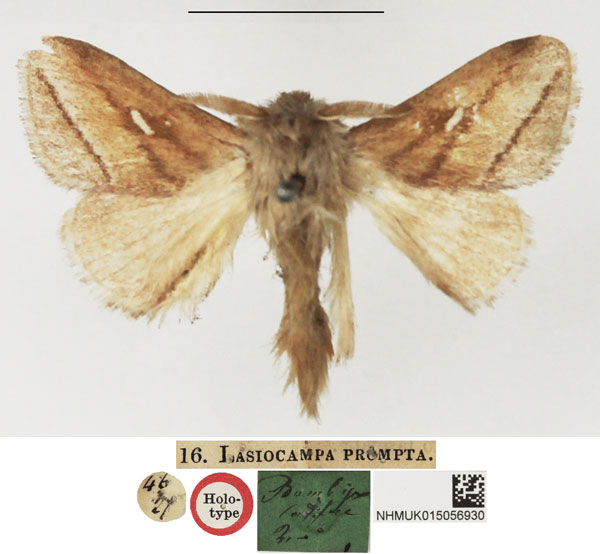 /filer/webapps/moths/media/images/P/prompta_Lasiocampa_HT_NHMUK.jpg