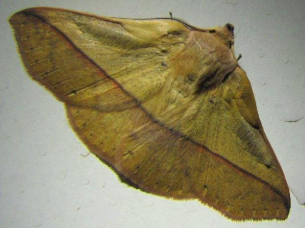 /filer/webapps/moths/media/images/P/prompta_Lophiophora_A_Stanton.jpg
