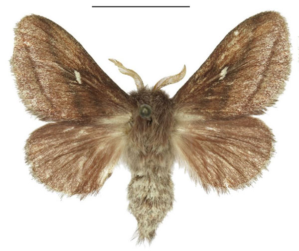 /filer/webapps/moths/media/images/P/prompta_Sena_AF_ANHRT_01.jpg