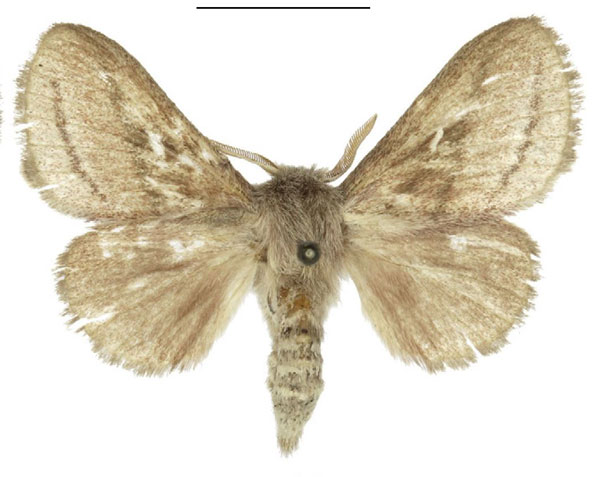 /filer/webapps/moths/media/images/P/prompta_Sena_AF_ANHRT_02.jpg