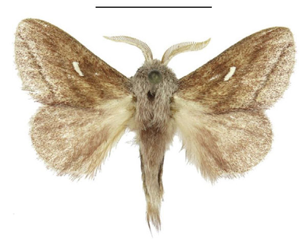 /filer/webapps/moths/media/images/P/prompta_Sena_AM_ANHRT_01.jpg