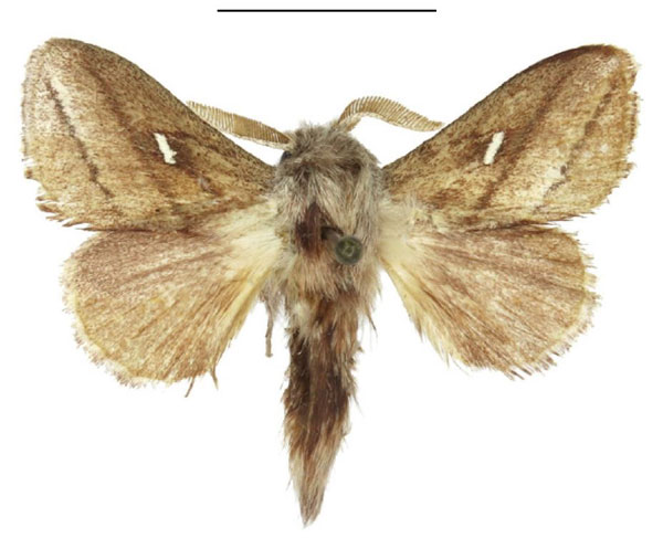 /filer/webapps/moths/media/images/P/prompta_Sena_AM_ANHRT_02.jpg