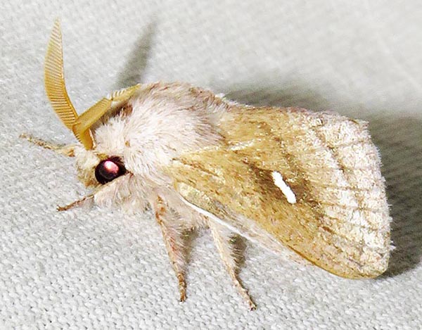 /filer/webapps/moths/media/images/P/prompta_Sena_A_Braun_07.jpg