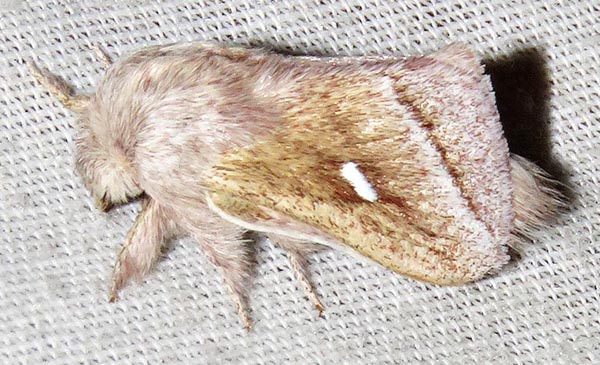 /filer/webapps/moths/media/images/P/prompta_Sena_A_Braun_08.jpg