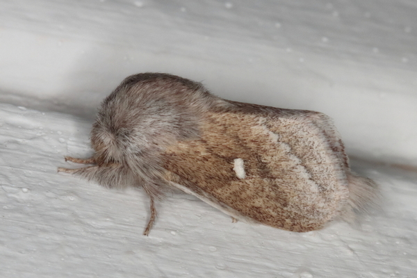 /filer/webapps/moths/media/images/P/prompta_Sena_A_Heyns_01.JPG