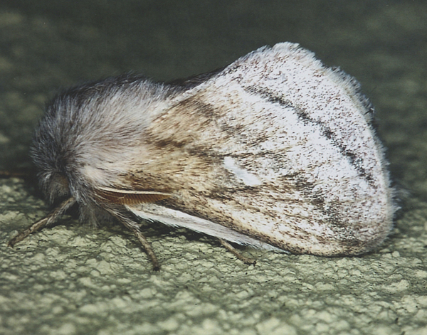 /filer/webapps/moths/media/images/P/prompta_Sena_A_Roland_07.jpg