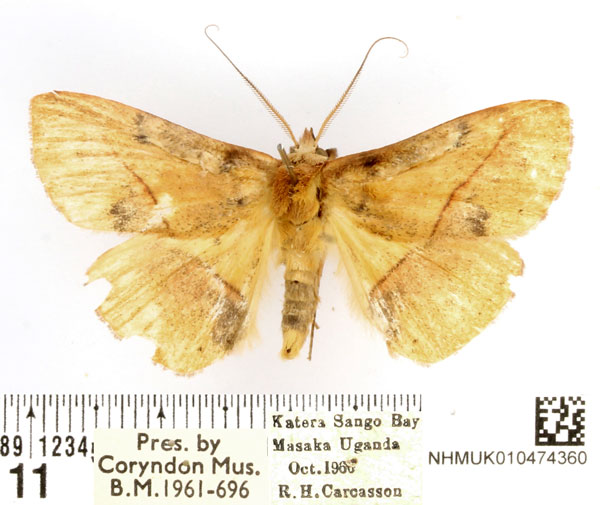 /filer/webapps/moths/media/images/P/prompta_Zinna_AM_BMNH.jpg