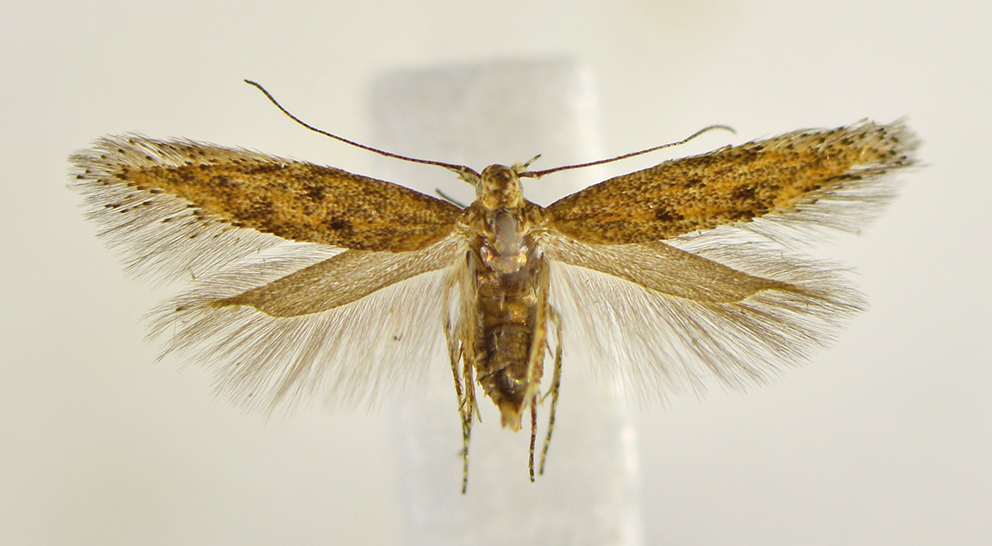 /filer/webapps/moths/media/images/P/promptella_Ephysteris_AF_NHMO.jpg