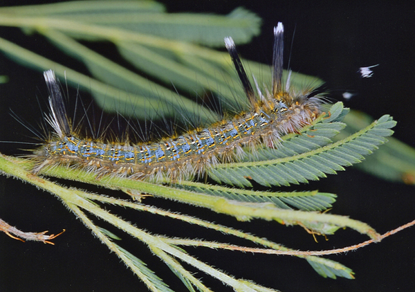 /filer/webapps/moths/media/images/P/promta_Sena_C_Roland_01.jpg