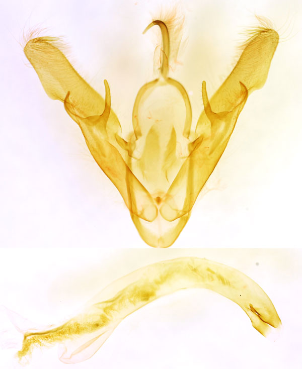 /filer/webapps/moths/media/images/P/pronycta_Euxoa_GMHT_BMNH_7161.jpg