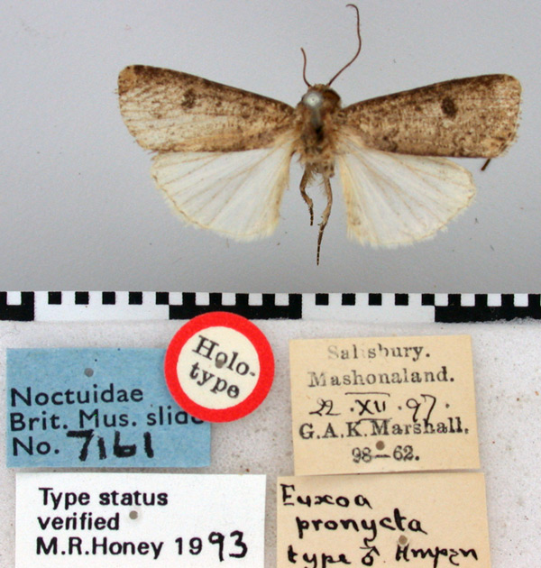 /filer/webapps/moths/media/images/P/pronycta_Euxoa_HT_BMNH.jpg
