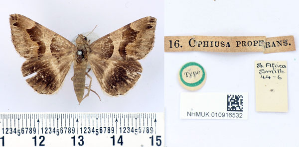 /filer/webapps/moths/media/images/P/properans_Ophiusa_HT_BMNH.jpg