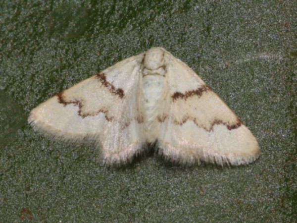 /filer/webapps/moths/media/images/P/prophanes_Acidaliastis_A_Roland.jpg