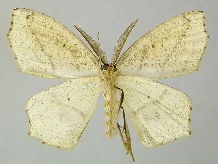 /filer/webapps/moths/media/images/P/prophylacis_Epigynopteryx_HT_ZSMb.jpg
