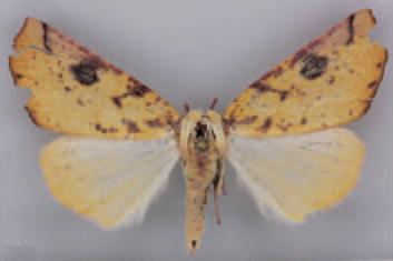 /filer/webapps/moths/media/images/P/propinqua_Terpnostola_PT_TMSA.jpg
