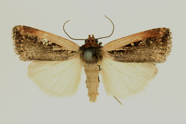 /filer/webapps/moths/media/images/P/prosarca_Micragrotis_AM_RMCA.jpg