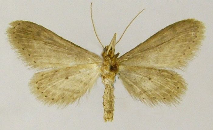 /filer/webapps/moths/media/images/P/prosartema_Idaea_PTM_ZSMb.jpg