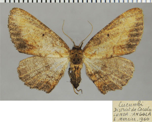 /filer/webapps/moths/media/images/P/prosciodes_Omphalucha_AF_ZSM.jpg