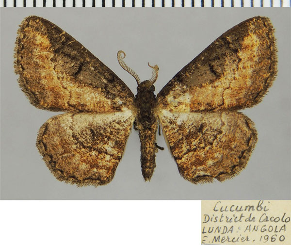 /filer/webapps/moths/media/images/P/prosciodes_Omphalucha_AM_ZSMa.jpg