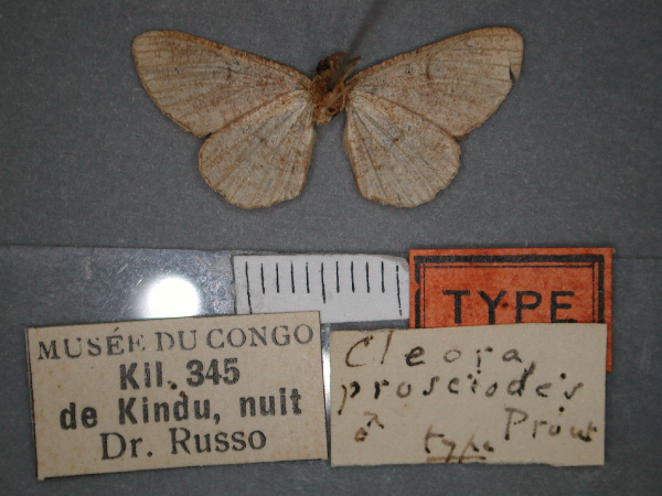 /filer/webapps/moths/media/images/P/prosciodes_Omphalucha_HT_RMCA_02.jpg
