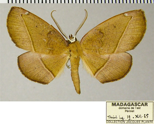 /filer/webapps/moths/media/images/P/prosecta_Drepanogynis_AM_ZSMa.jpg