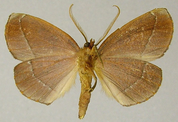 /filer/webapps/moths/media/images/P/prosecta_Drepanogynis_AM_ZSMb.jpg