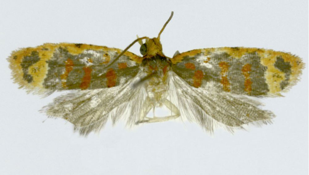 /filer/webapps/moths/media/images/P/prosphora_Sanguinograptis_HT_ZMJU.jpg