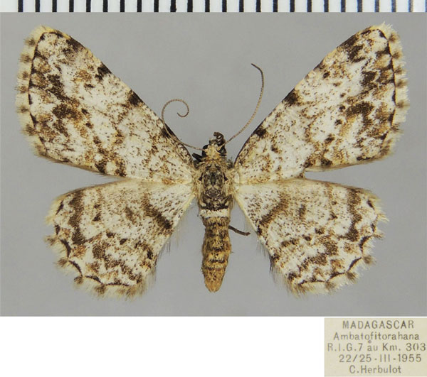 /filer/webapps/moths/media/images/P/prospila_Ectropis_AF_ZSM.jpg