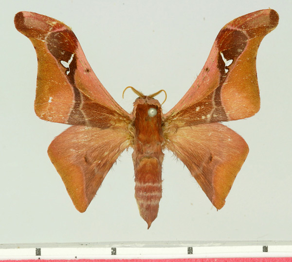 /filer/webapps/moths/media/images/P/prosti_Holocerina_AM_Basquin.jpg