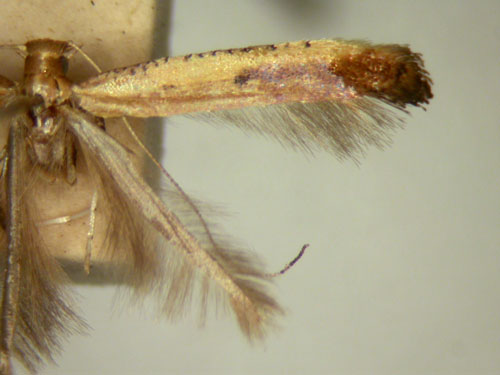 /filer/webapps/moths/media/images/P/prosticta_Caloptilia_MT_TMSA5633.jpg