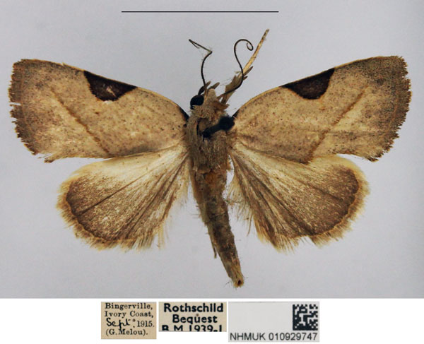/filer/webapps/moths/media/images/P/prosticta_Odontestis_AM_NHMUK.jpg