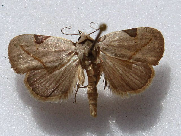 /filer/webapps/moths/media/images/P/prosticta_Odontestis_A_Goff.jpg