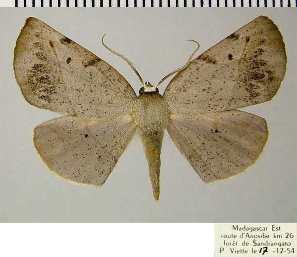 /filer/webapps/moths/media/images/P/protactosema_Drepanogynis_AF_ZSM.jpg
