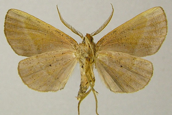 /filer/webapps/moths/media/images/P/protactosema_Drepanogynis_AM_ZSMb.jpg