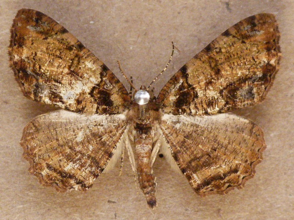 /filer/webapps/moths/media/images/P/protearia_Xylopteryx_A_Butler.jpg