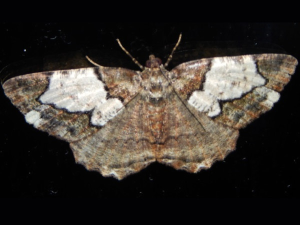 /filer/webapps/moths/media/images/P/protearia_Xylopteryx_A_Grobler.jpg