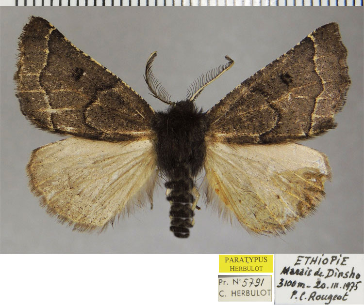 /filer/webapps/moths/media/images/P/protecta_Odontopera_PTM_ZSM_01.jpg