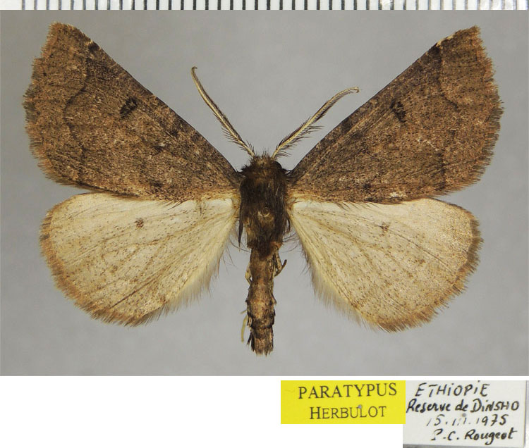/filer/webapps/moths/media/images/P/protecta_Odontopera_PTM_ZSM_02.jpg