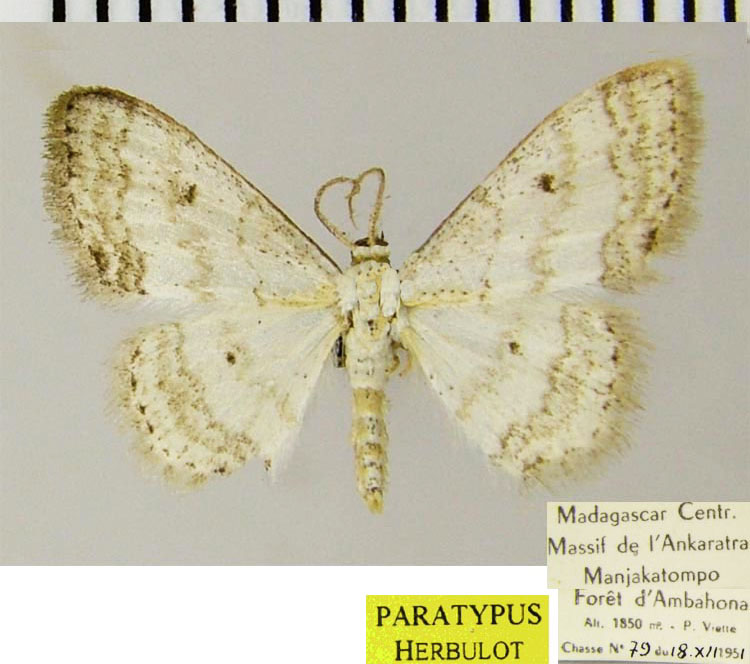 /filer/webapps/moths/media/images/P/protecta_Scopula_PTM_ZSMa.jpg