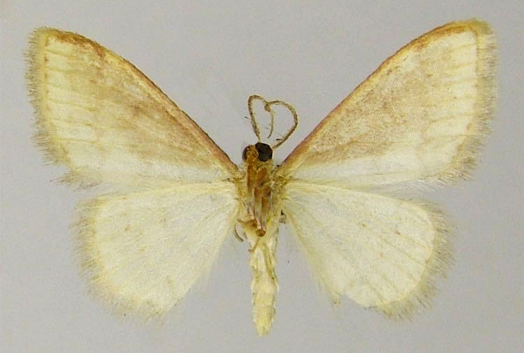 /filer/webapps/moths/media/images/P/protecta_Scopula_PTM_ZSMb.jpg