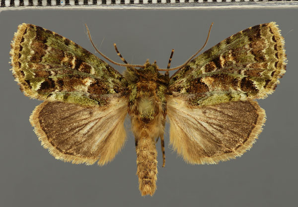 /filer/webapps/moths/media/images/P/proteoides_Pseudelaeodes_AM_Fiebig.jpg
