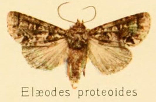 /filer/webapps/moths/media/images/P/proteoides_Pseudelaeodes_HT_Kenrick_1.jpg