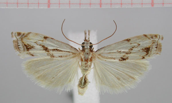 /filer/webapps/moths/media/images/P/proteus_Crambus_PT_ZMHB.jpg