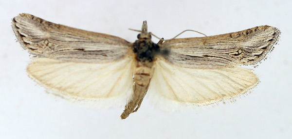 /filer/webapps/moths/media/images/P/protracta_Pseudurgis_AF_TMSA.jpg