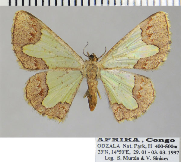 /filer/webapps/moths/media/images/P/protrusa_Zamarada_AF_ZSM.jpg