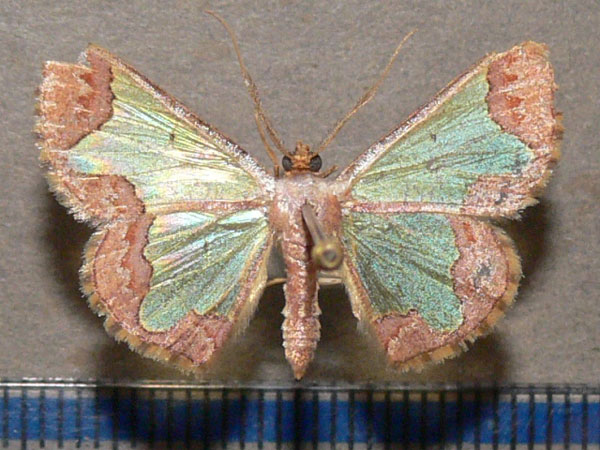 /filer/webapps/moths/media/images/P/protrusa_Zamarada_A_Goff_01.jpg