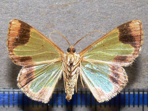 /filer/webapps/moths/media/images/P/protrusa_Zamarada_A_Goff_02.jpg
